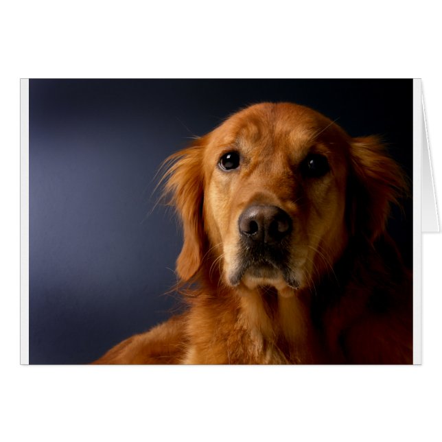 Golden Retriever (Voorkant Horizontaal)