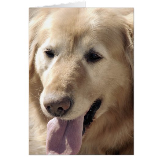 Golden Retriever (Voorkant)