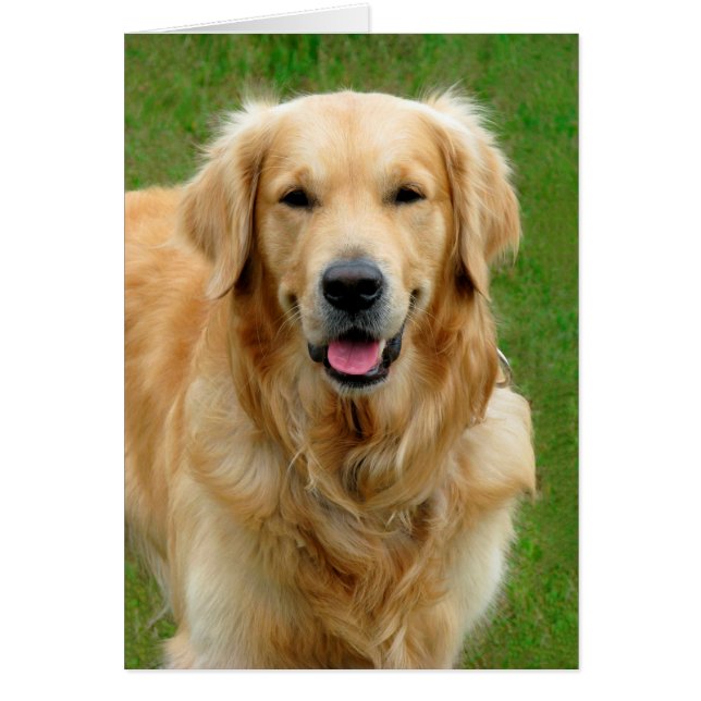 Golden Retriever (Voorkant)