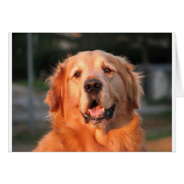 Golden Retriever (Voorkant Horizontaal)