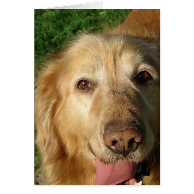 Golden Retriever (Voorkant)