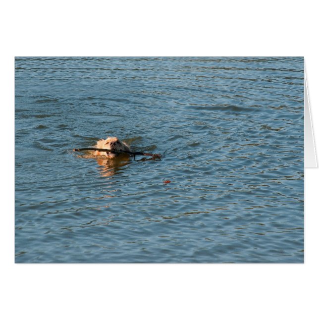 Golden Retriever (Voorkant Horizontaal)