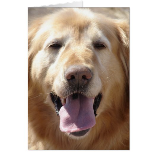 Golden Retriever (Voorkant)