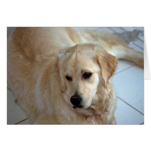 Golden Retriever (Voorkant Horizontaal)