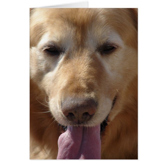 Golden Retriever (Voorkant)