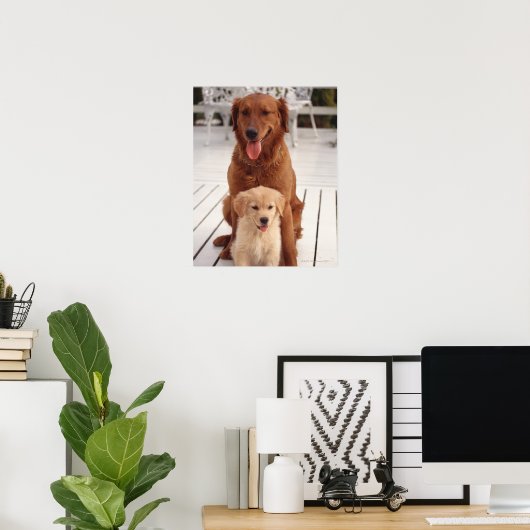 Golden Retriever 2 Poster (Thuiskantoor)