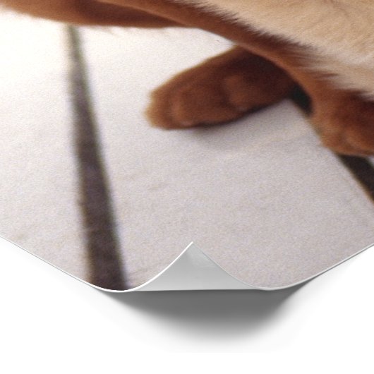 Golden Retriever 2 Poster (Hoek)