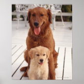 Golden Retriever 2 Poster (Voorkant)