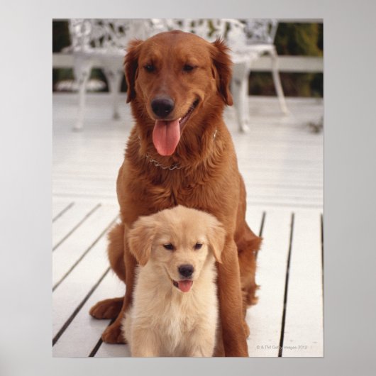 Golden Retriever 2 Poster (Voorkant)