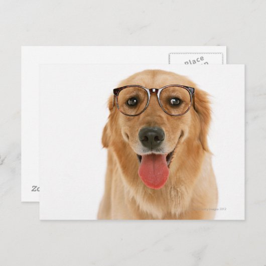 Golden Retriever 3 Briefkaart (Voorkant / Achterkant)