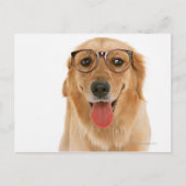 Golden Retriever 3 Briefkaart (Voorkant)
