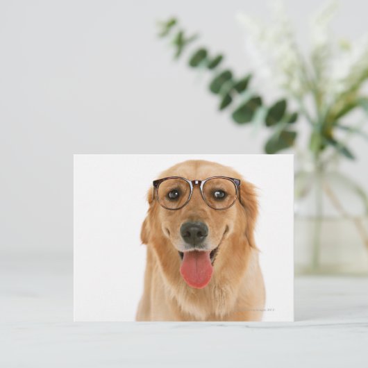 Golden Retriever 3 Briefkaart (Staand voorkant)