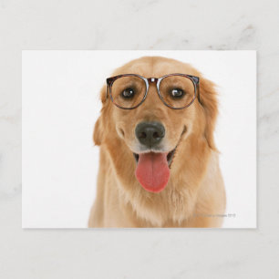 Golden Retriever 3 Briefkaart