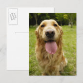 Golden Retriever 4 Briefkaart (Voorkant / Achterkant)