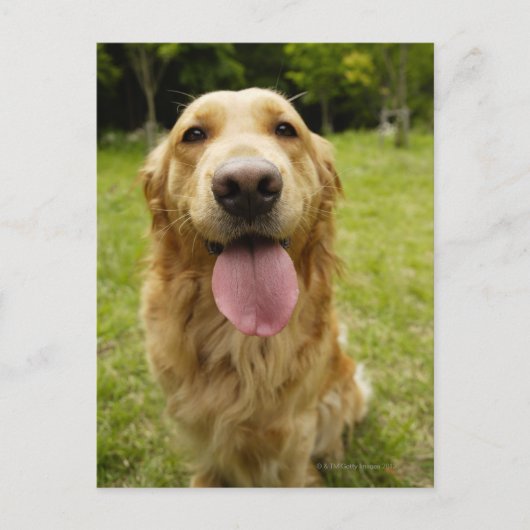 Golden Retriever 4 Briefkaart (Voorkant)