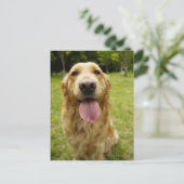 Golden Retriever 4 Briefkaart (Staand voorkant)