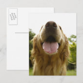 Golden Retriever 5 Briefkaart (Voorkant / Achterkant)