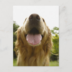 Golden Retriever 5 Briefkaart