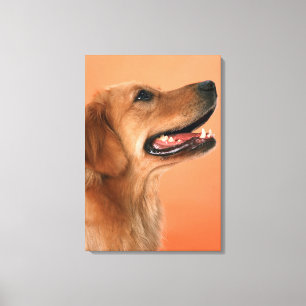 Golden Retriever 5 Canvas Afdruk