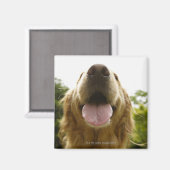 Golden Retriever 5 Magneet (Voorkant / Achterkant)