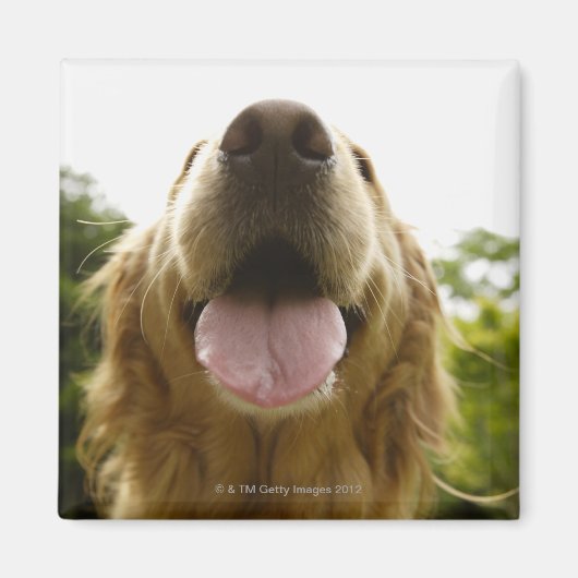 Golden Retriever 5 Magneet (Voorkant)