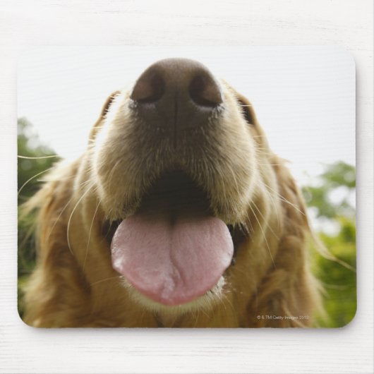 Golden Retriever 5 Muismat (Voorkant)
