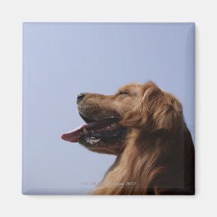 Golden Retriever 6 Magneet