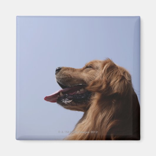 Golden Retriever 6 Magneet (Voorkant)
