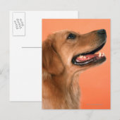 Golden Retriever 7 Briefkaart (Voorkant / Achterkant)