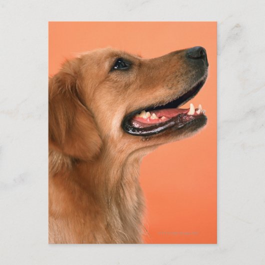 Golden Retriever 7 Briefkaart (Voorkant)
