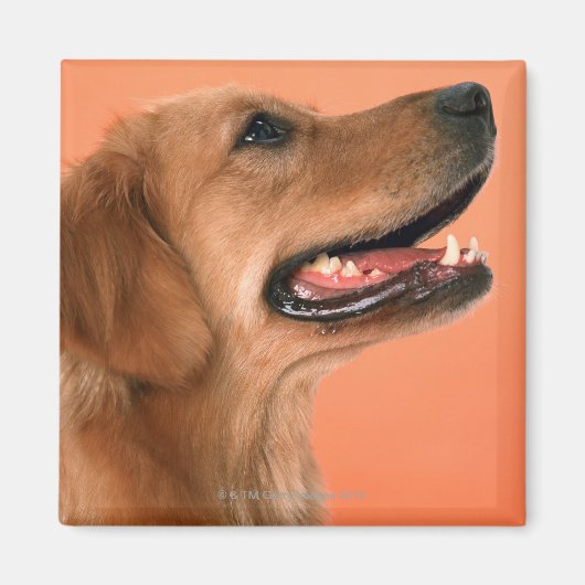 Golden Retriever 7 Magneet (Voorkant)