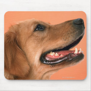 Golden Retriever 7 Muismat