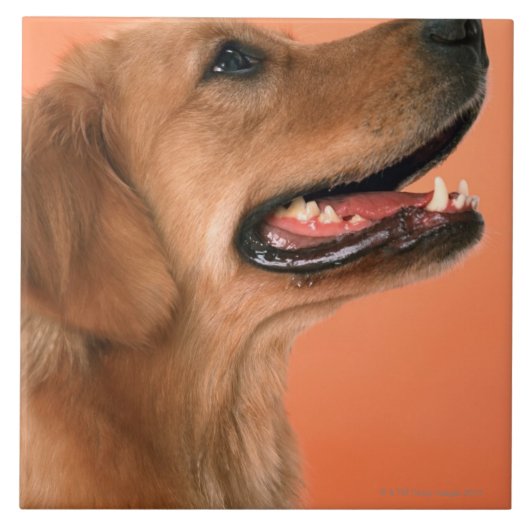 Golden Retriever 7 Tegeltje (Voorkant)