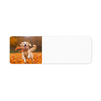 Golden Retriever adreslabels Etiket