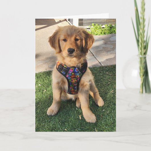 Golden Retriever All Occasion Card Bedankkaart (Voorkant)