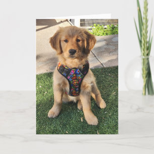 Golden Retriever All Occasion Card Bedankkaart