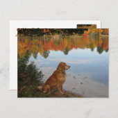 Golden Retriever Autumn bij het meer Briefkaart (Voorkant / Achterkant)