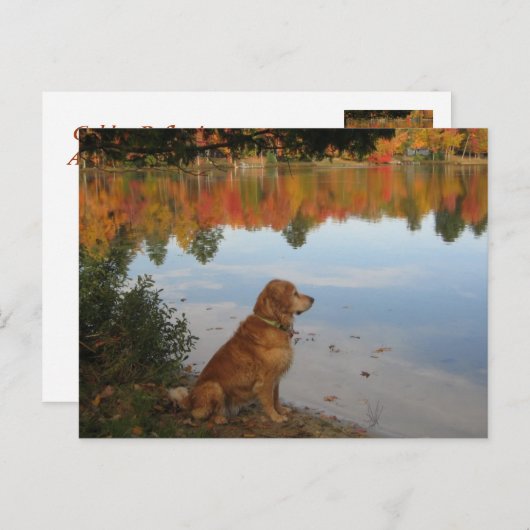 Golden Retriever Autumn bij het meer Briefkaart (Voorkant / Achterkant)