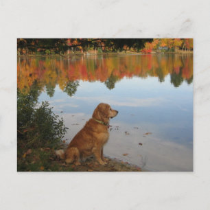 Golden Retriever Autumn bij het meer Briefkaart