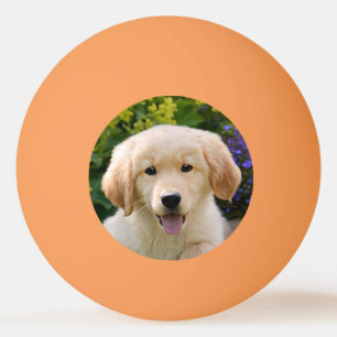 Golden Retriever Baby Dog Puppy Funny Pet Foto * Pingpongbal