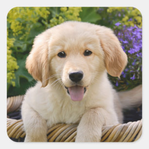 Golden Retriever Baby Dog Puppy Funny Pet Photo — Vierkante Sticker