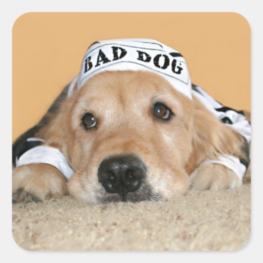 Golden Retriever Bad Dog Gevangene Vierkante Sticker (Voorkant)