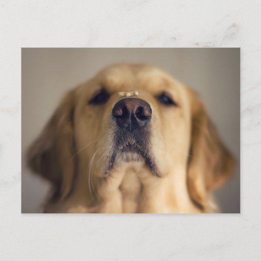 Golden Retriever Balancing Treat Nose Briefkaart (Voorkant)