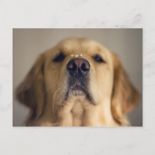 Golden Retriever Balancing Treat Nose Briefkaart