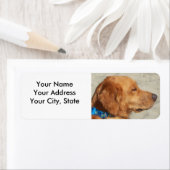 Golden Retriever Beach Dog Etiket (Insitu)