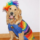 Golden Retriever ben je trots Kaart