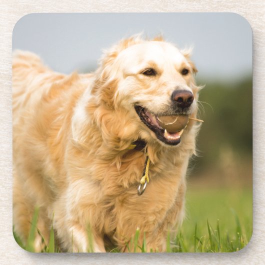 Golden Retriever Bier Onderzetter (Voorkant)