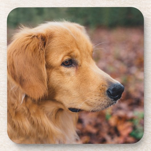 Golden Retriever Bier Onderzetter (Voorkant)
