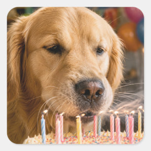 Golden Retriever Blaast Verjaardagskaarsen Uit Vierkante Sticker