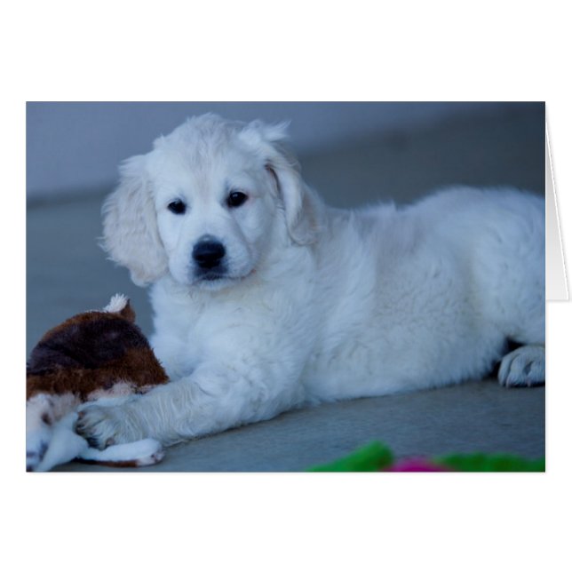 Golden Retriever Blank-fotokaart (Voorkant Horizontaal)